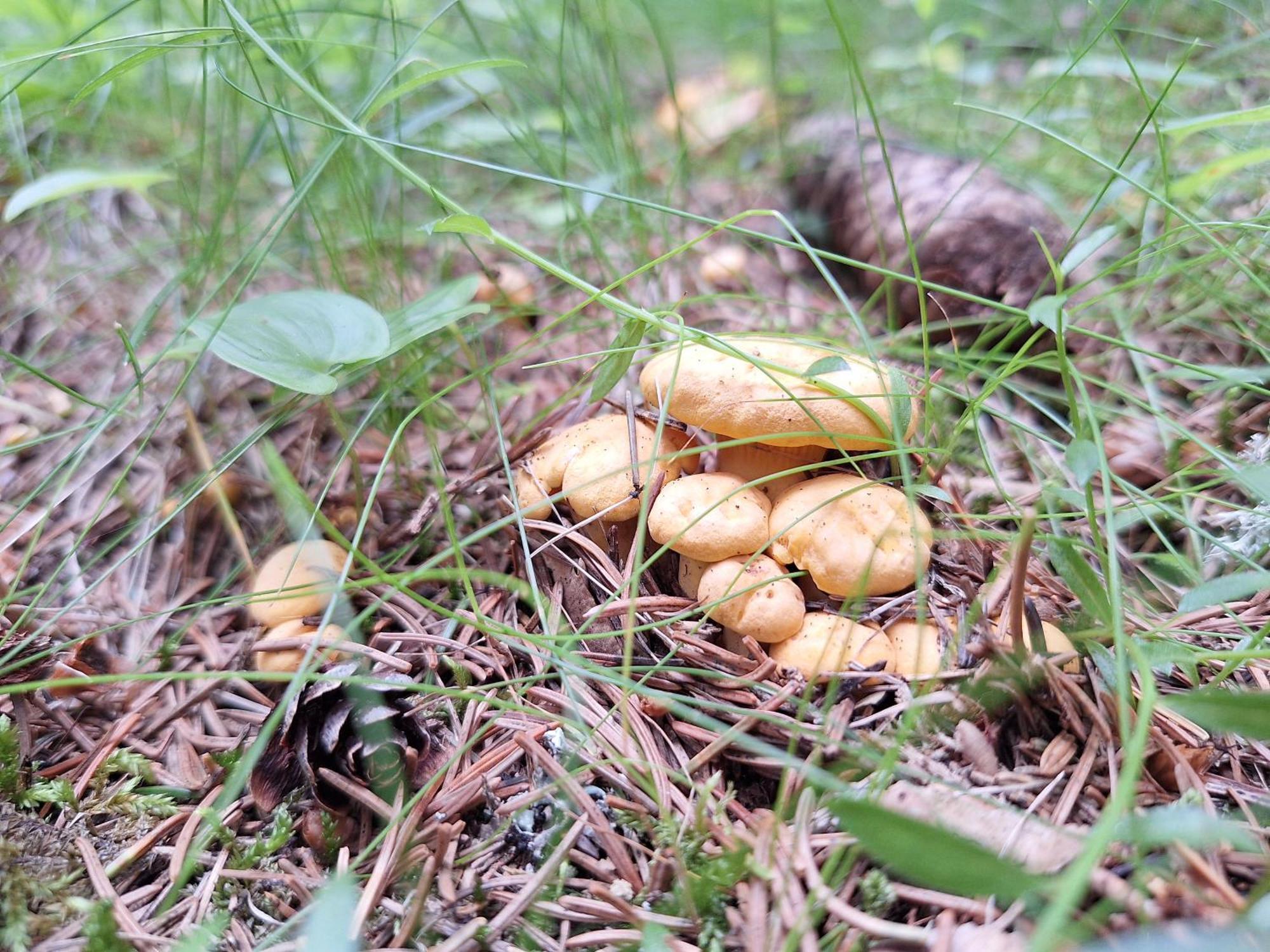 Naturpark Bauernhof Sperl Mariahof